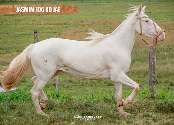 JASMIM 106 DO JAE