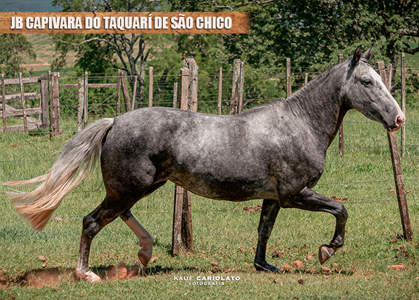JB CAPIVARA DO TAQUARÍ DE SÃO CHICO