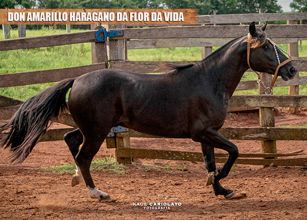 DON AMARILLO HARAGANO DA FLOR DA VIDA