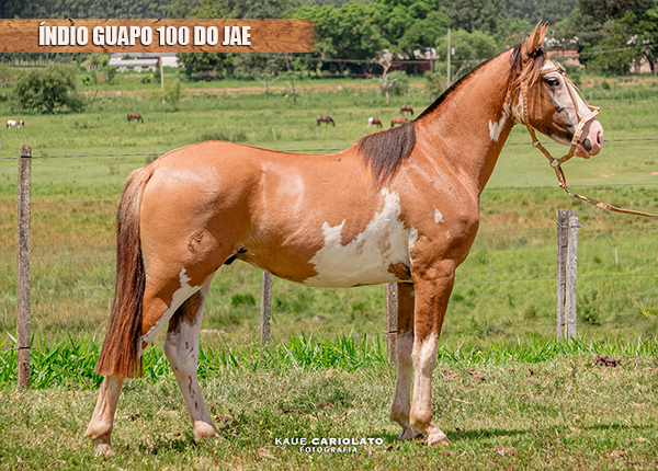 ÍNDIO GUAPO 100 DO JAE