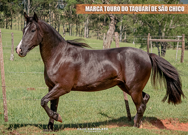 MARCA TOURO DO TAQUARÍ DE SÃO CHICO