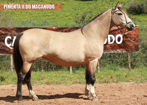 PIMENTA II DO MACANUDO