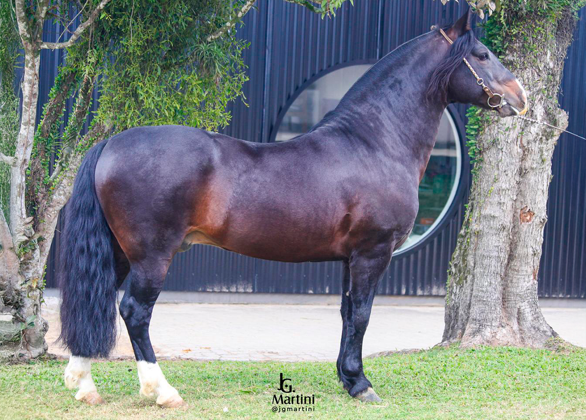 MARCONI SENHOR DOS MATES-TE