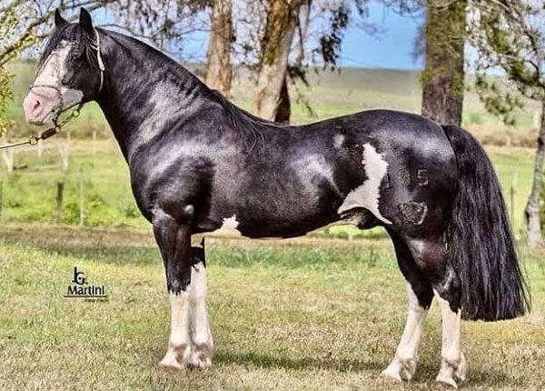 TRÊS CERROS BICO BRANCO - (COTA 10%)