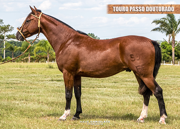 TOURO PASSO DOUTORADO