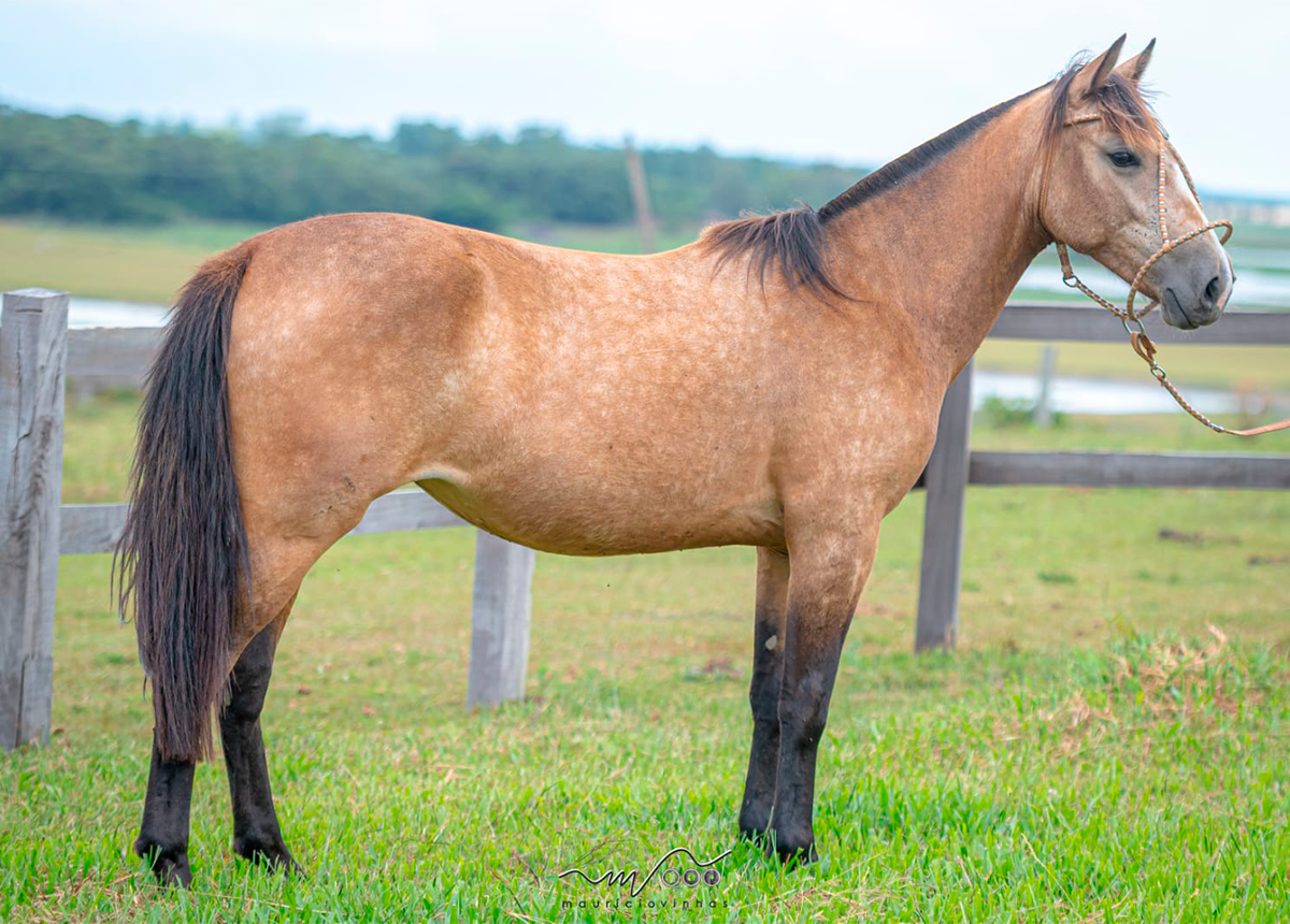 BALA NA AGULHA NEBLINA 