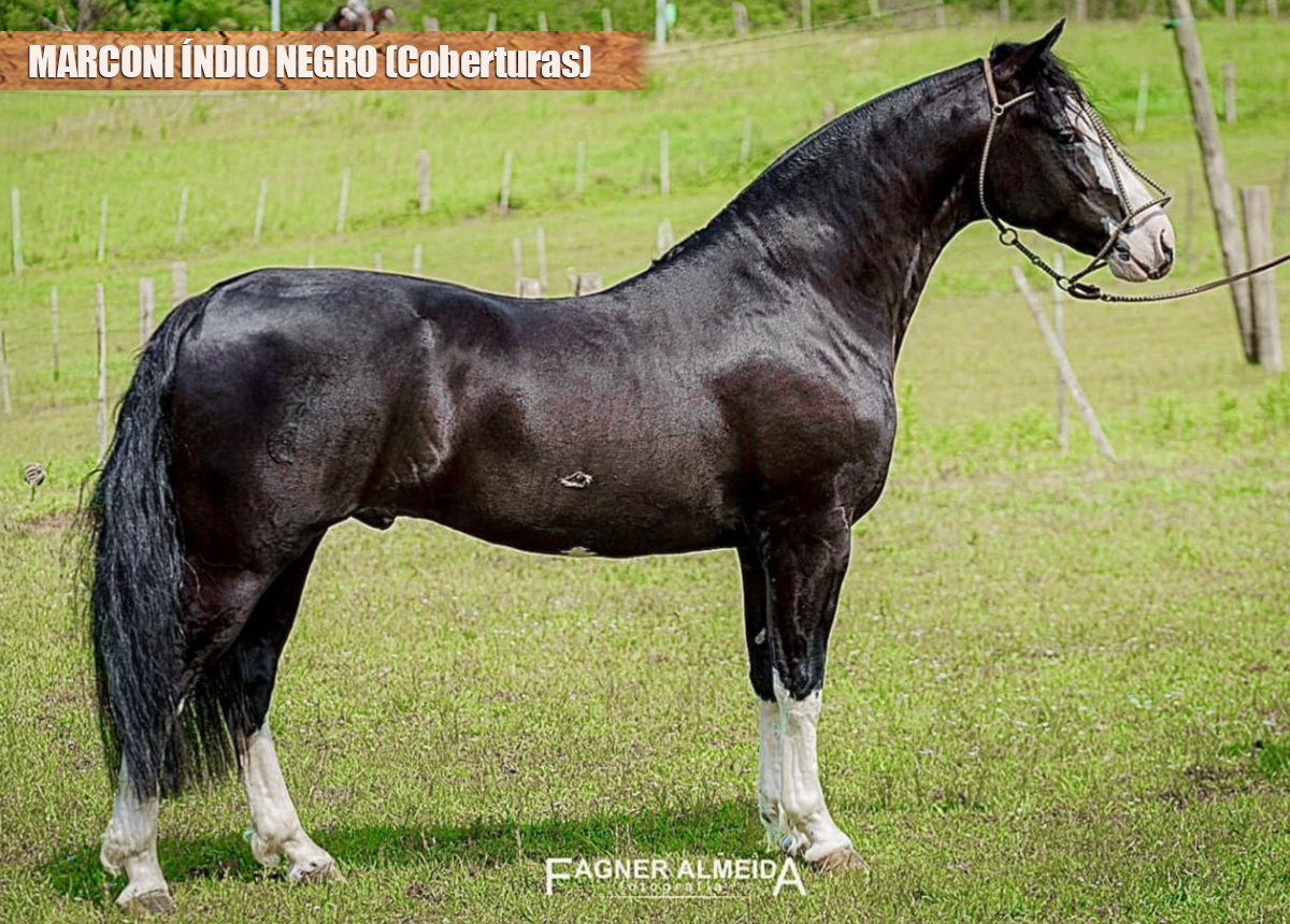 COBERTURA - MARCONI ÍNDIO NEGRO-TE 