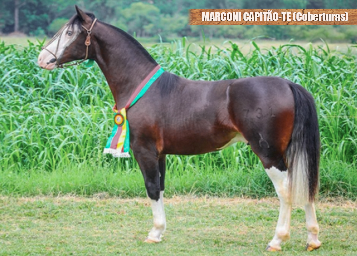 COBERTURA - MARCONI CAPITÃO-TE