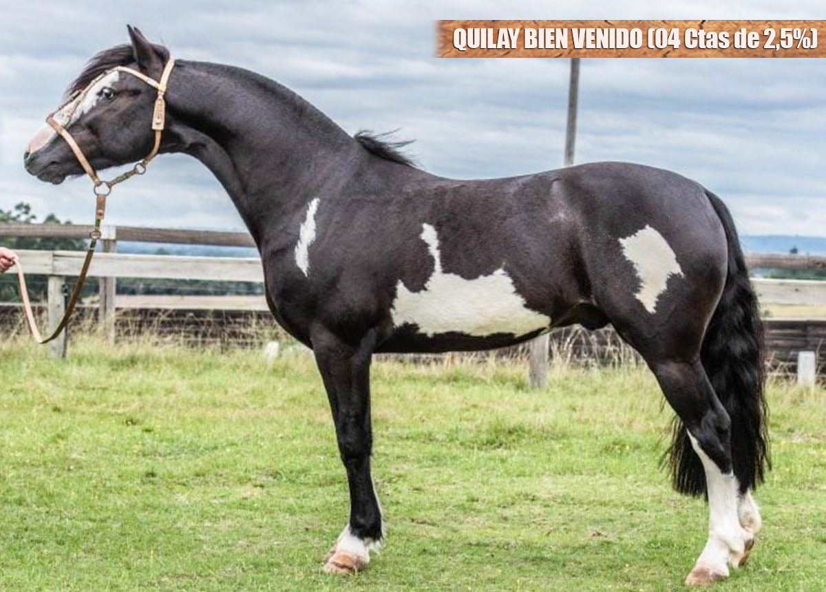 04 COTAS DE 2,5% - QUILAY BIEN VENIDO
