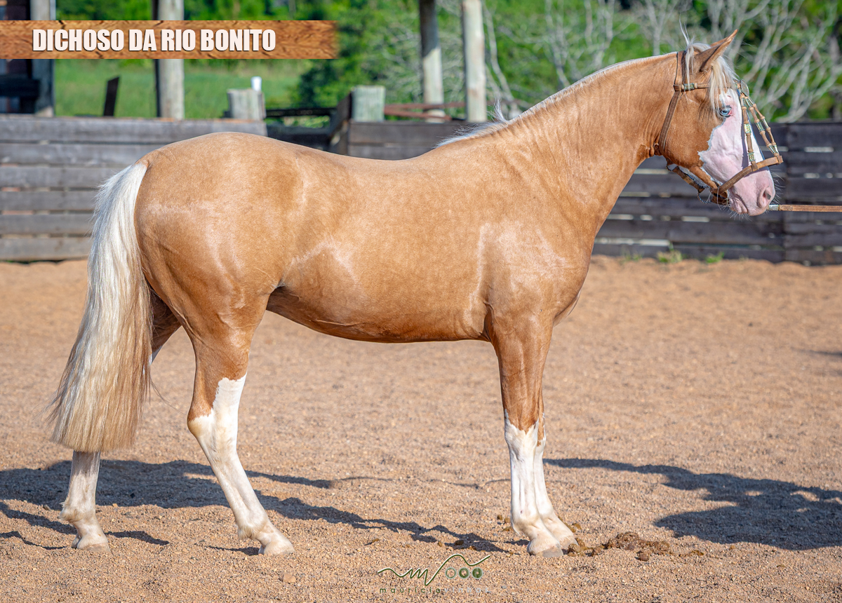 DICHOSO DA RIO BONITO