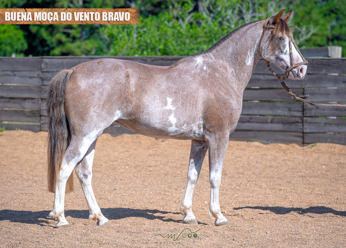 BUENA MOÇA DO VENTO BRAVO