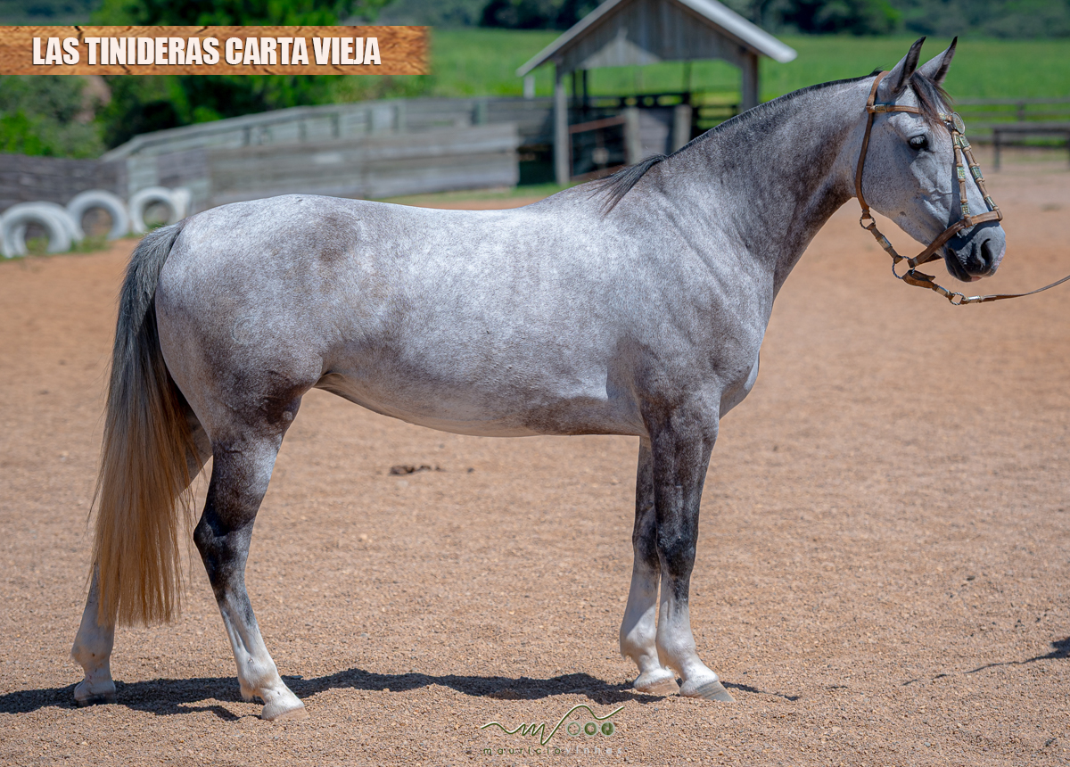 LAS TINIDERAS CARTA VIEJA