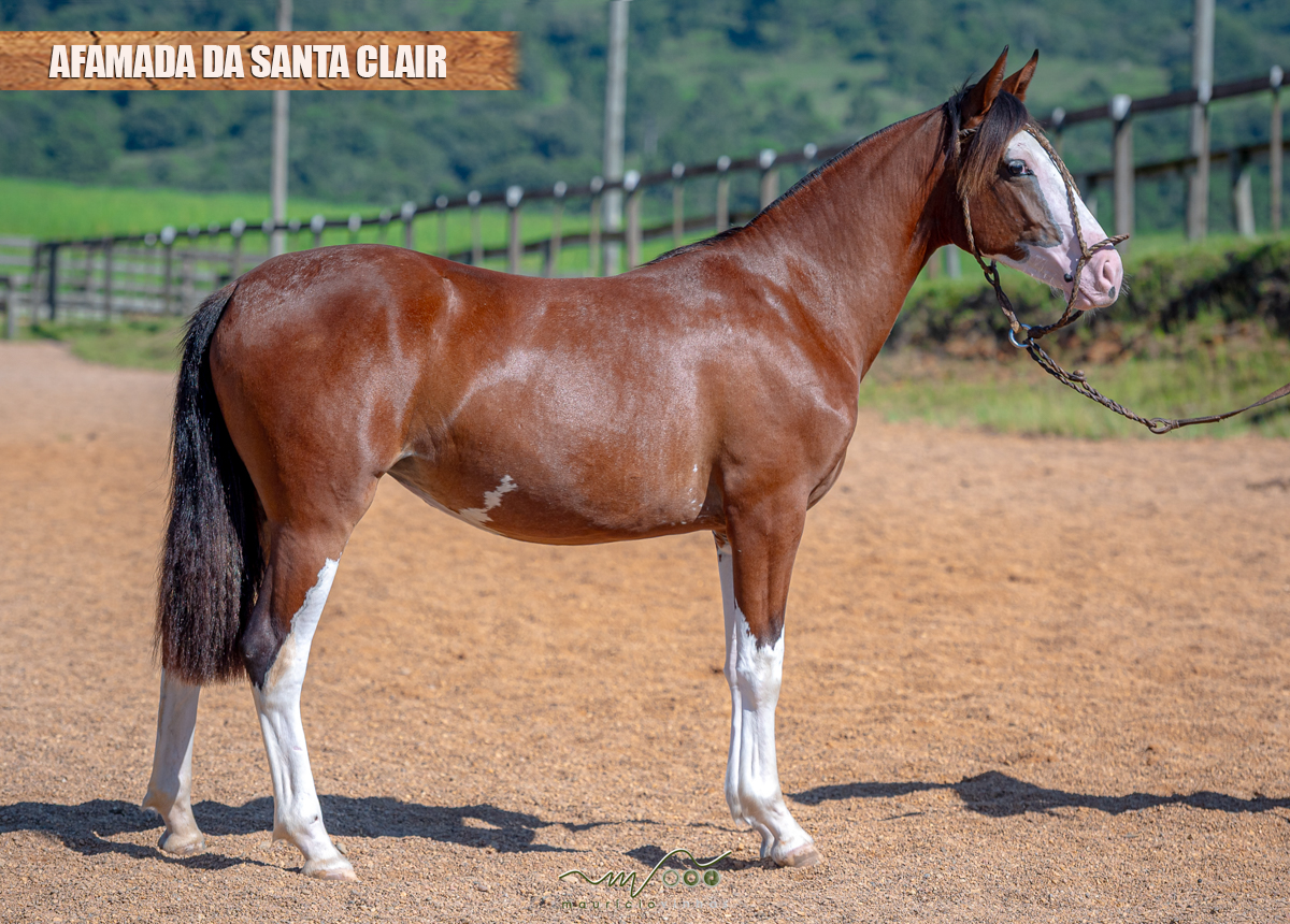 AFAMADA DA SANTA CLAIR