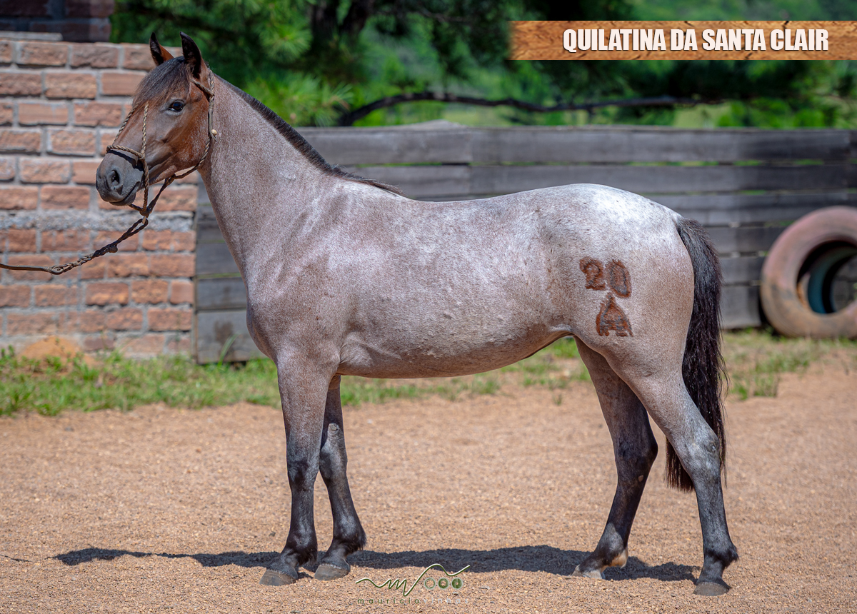 QUILATINA DA SANTA CLAIR