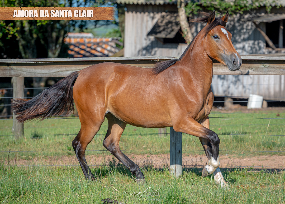 AMORA DA SANTA CLAIR