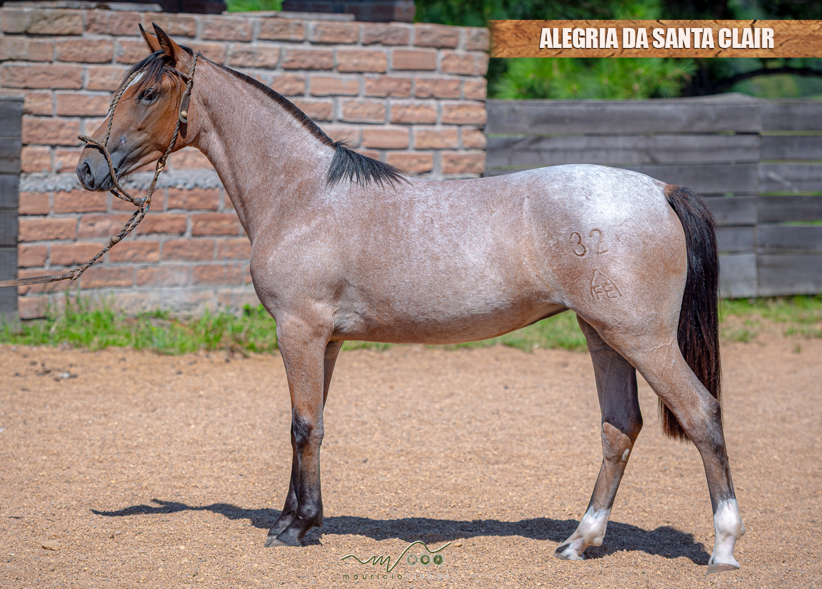 ALEGRIA DA SANTA CLAIR