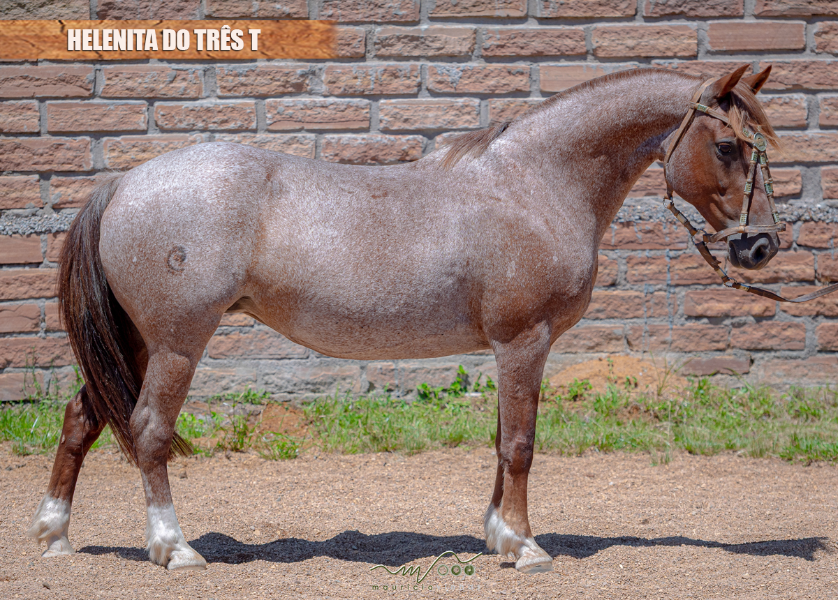 HELENITA DO TRÊS T