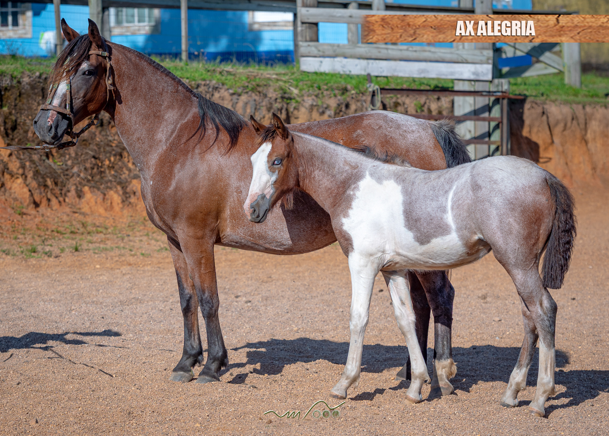 AX ALEGRIA