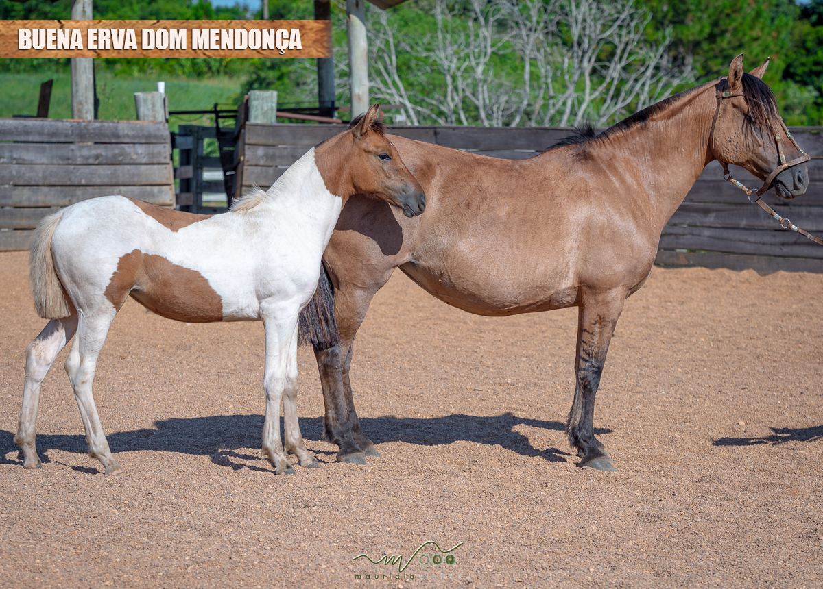 BUENA ERVA DOM MENDONÇA