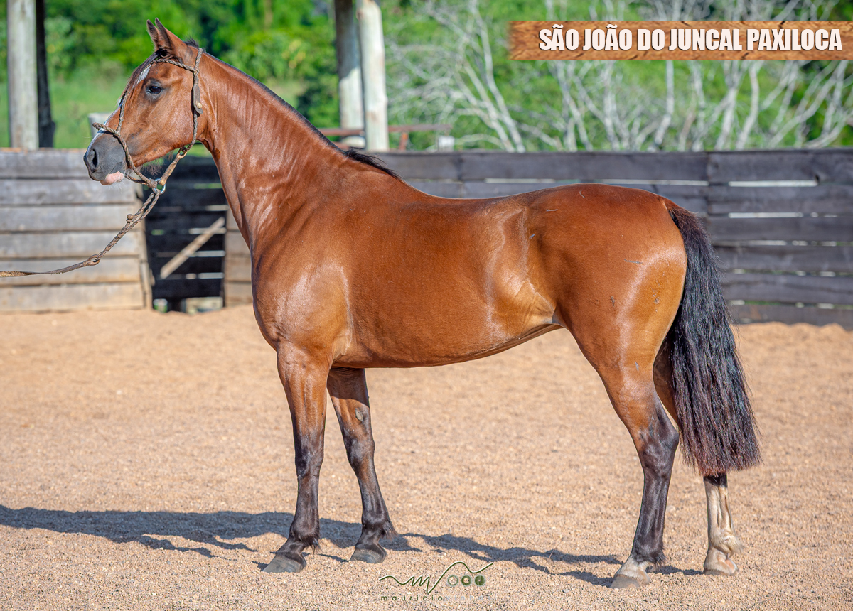 SÃO JOÃO DO JUNCAL PAXILOCA