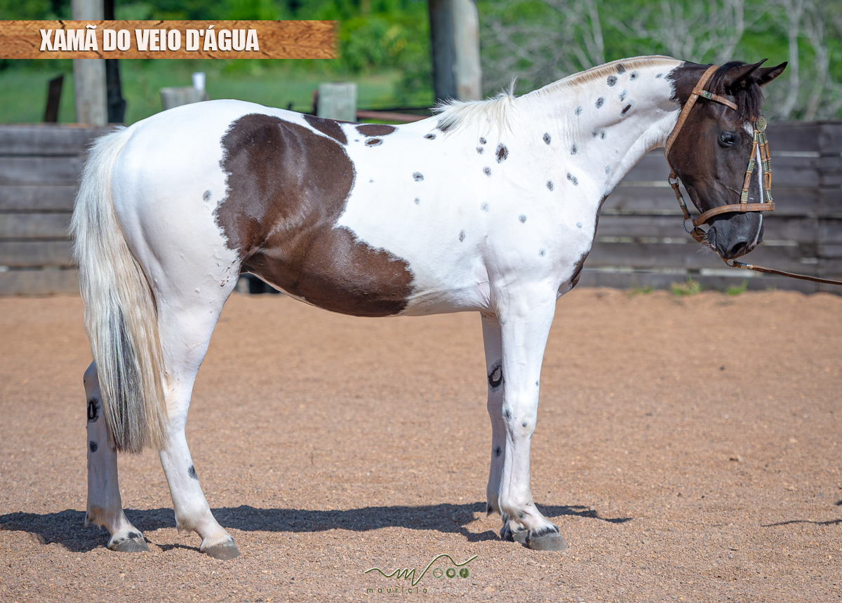 XAMÃ DO VEIO D'ÁGUA