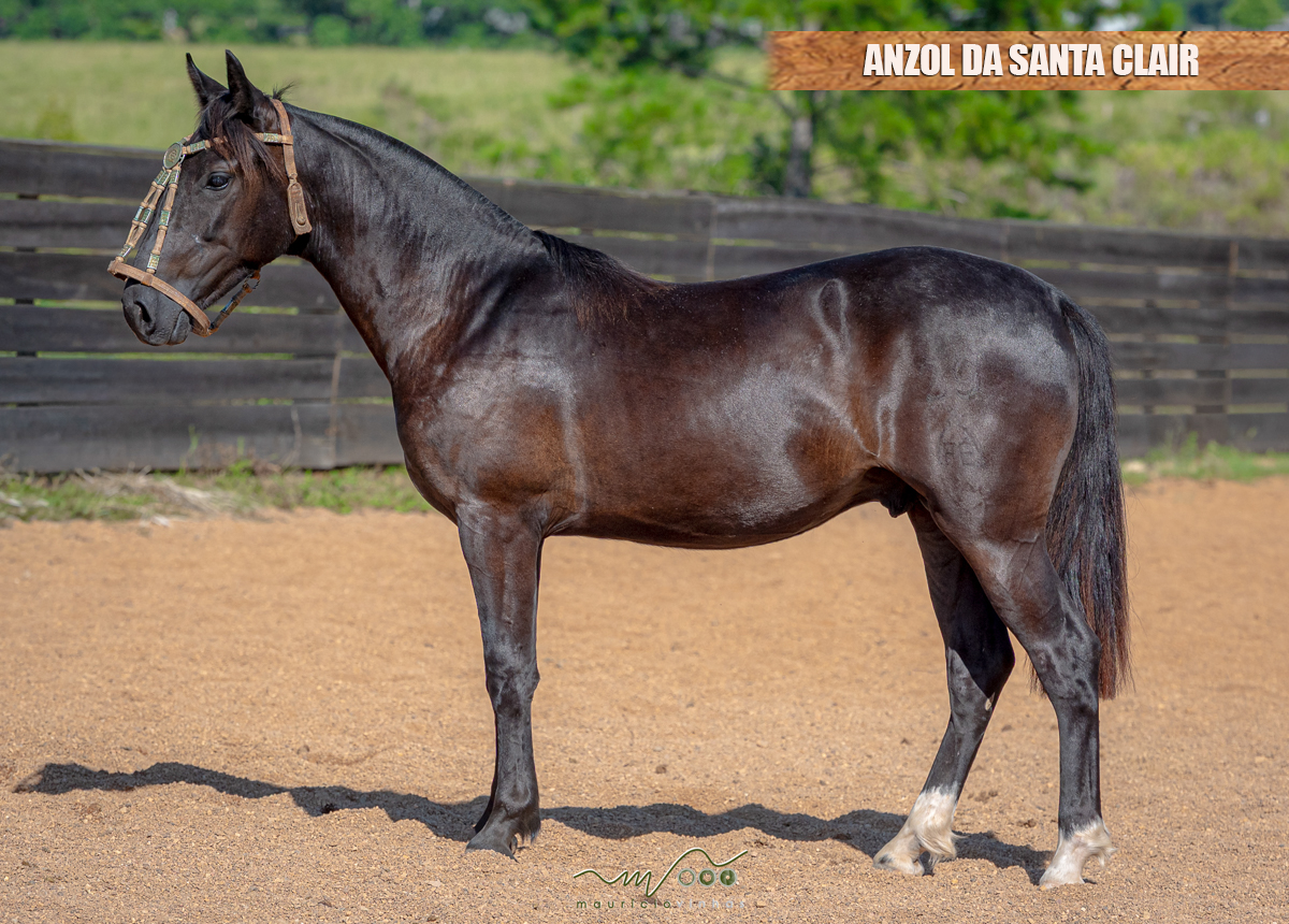 ANZOL DA SANTA CLAIR