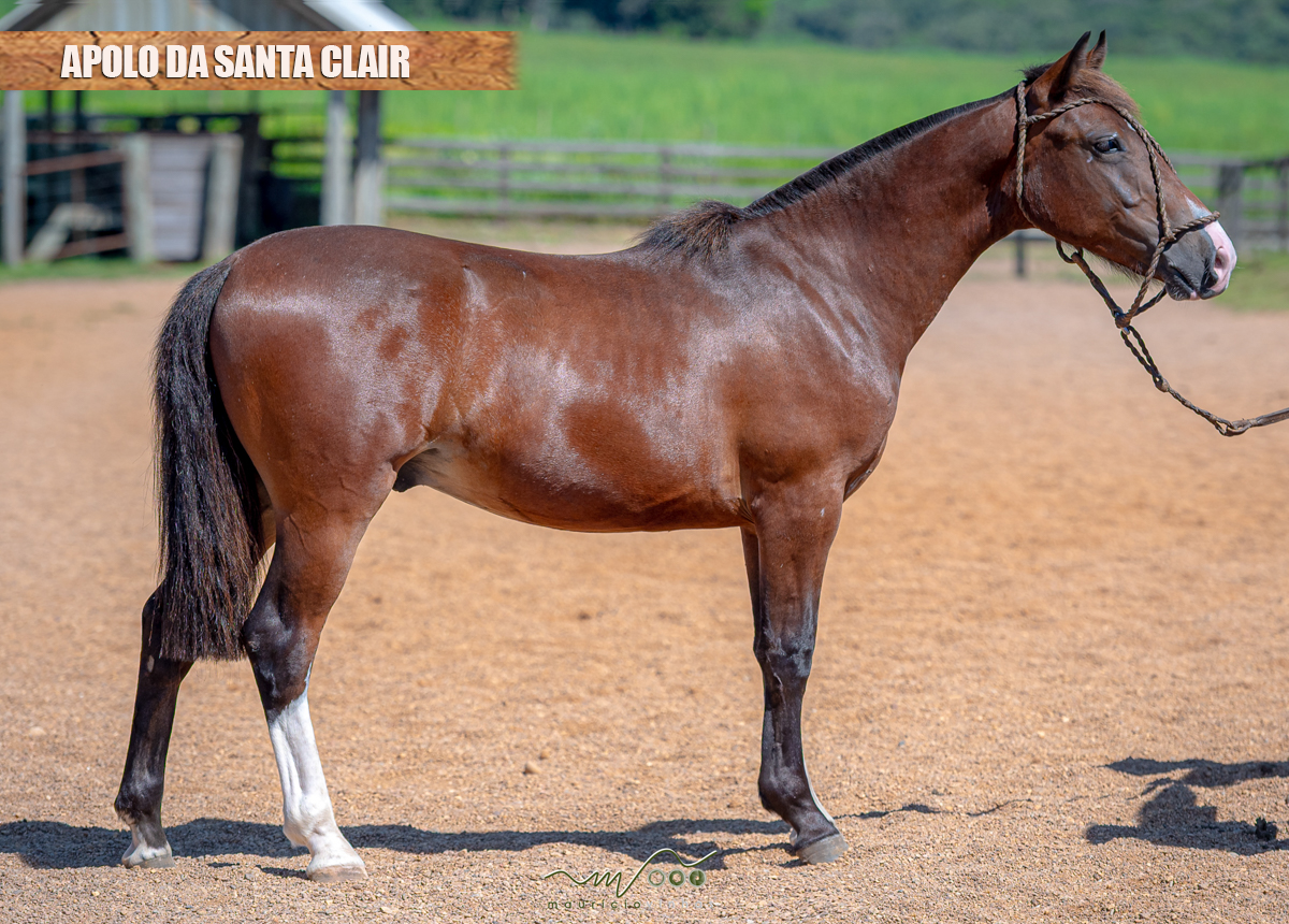 APOLO DA SANTA CLAIR