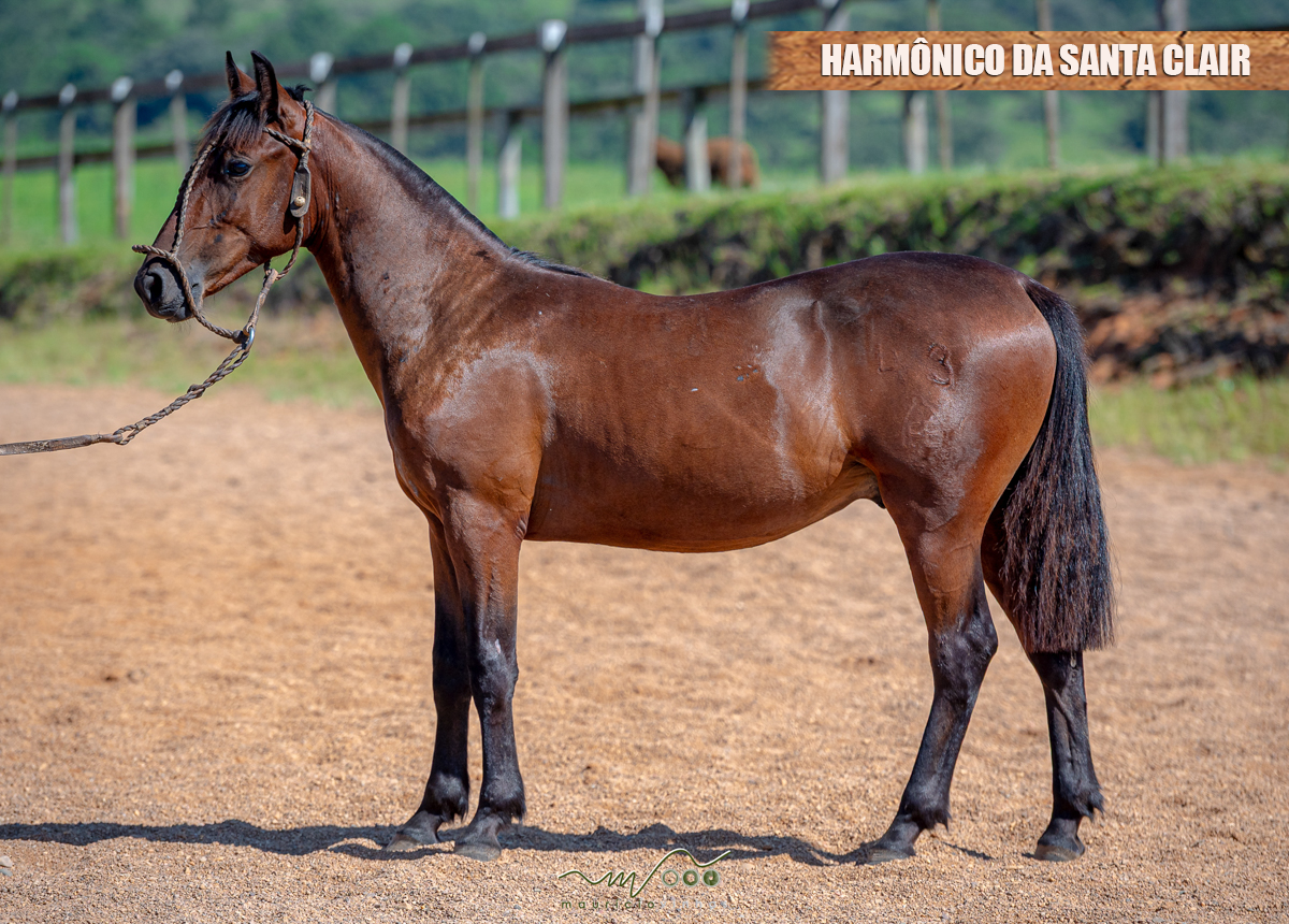 HARMÔNICO DA SANTA CLAIR