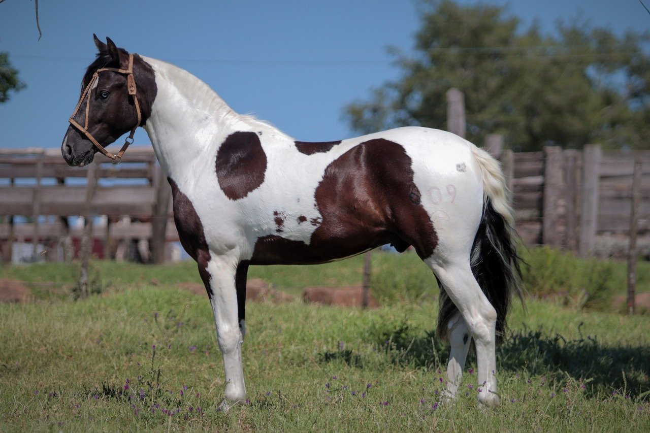 EL ENTREVERO 609 VENTANIA - (DIREITO DE USO)