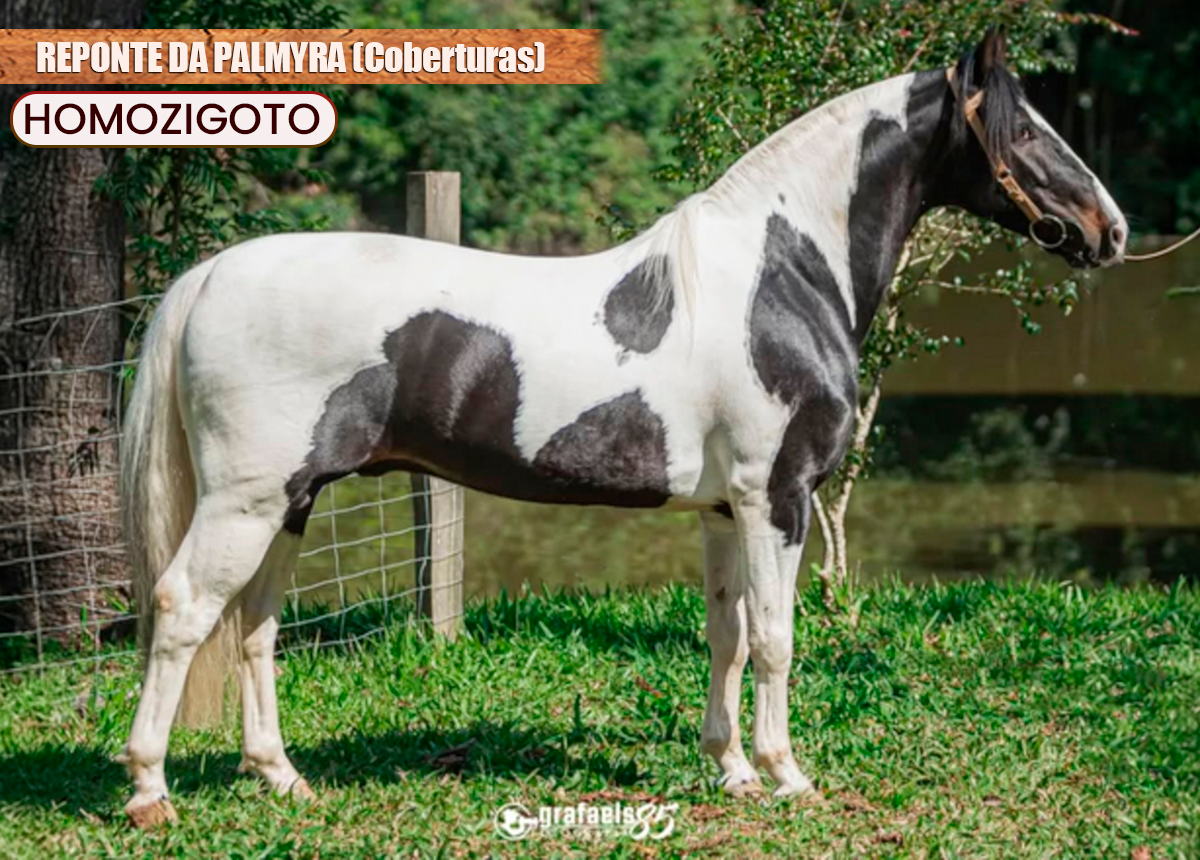 COBERTURA - REPONTE DA PALMYRA (Homozigoto)