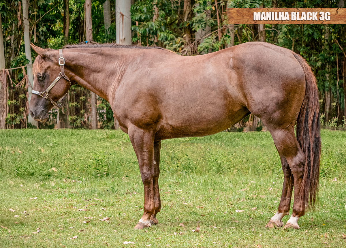 MANILHA BLACK 3G