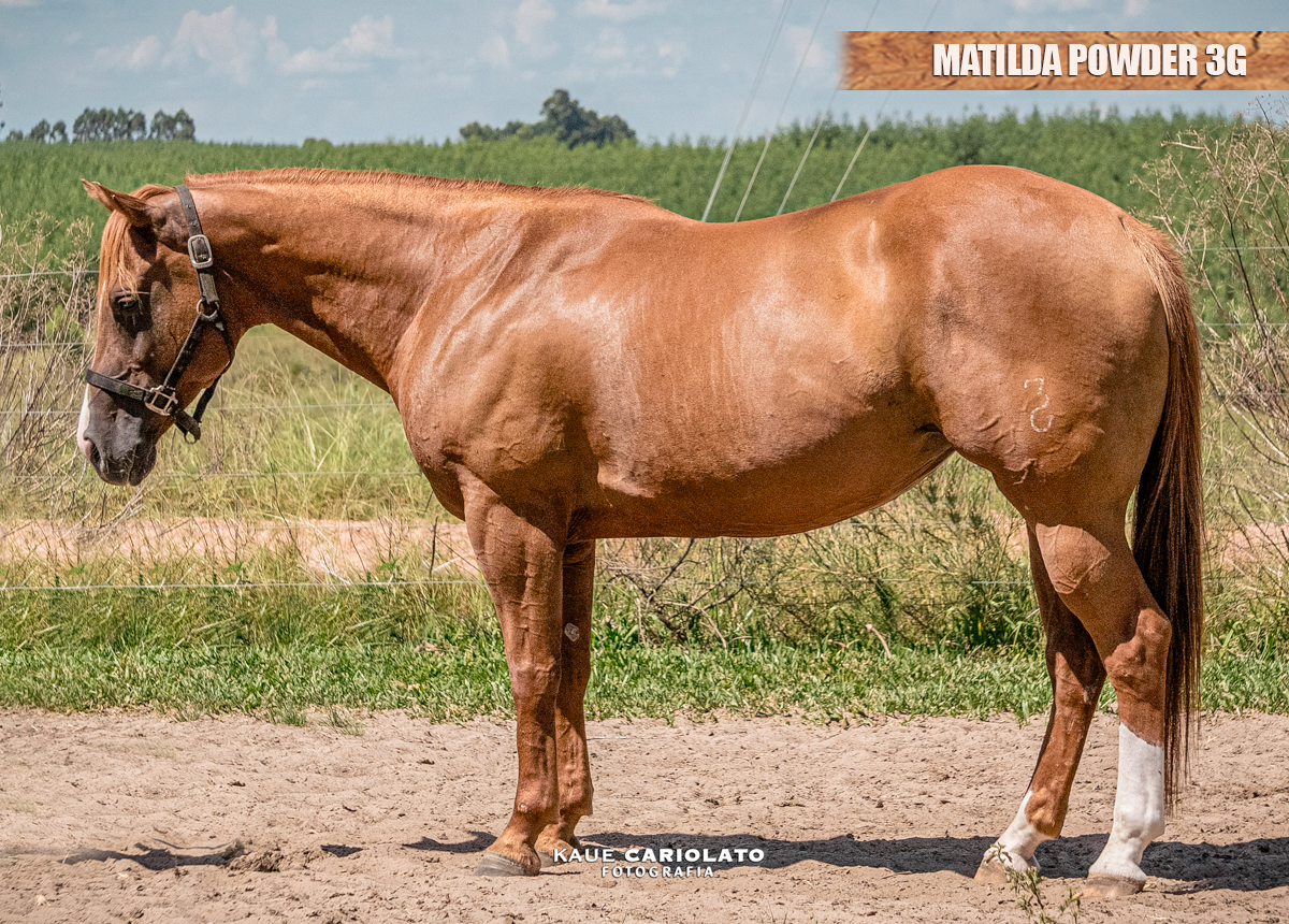 MATILDA POWDER 3G