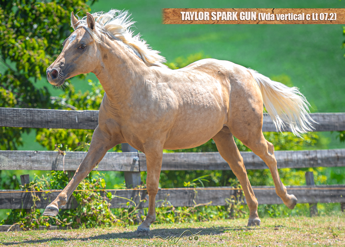 TAYLOR SPARK GUN  (Vda vertical c/ Lt 07.2)