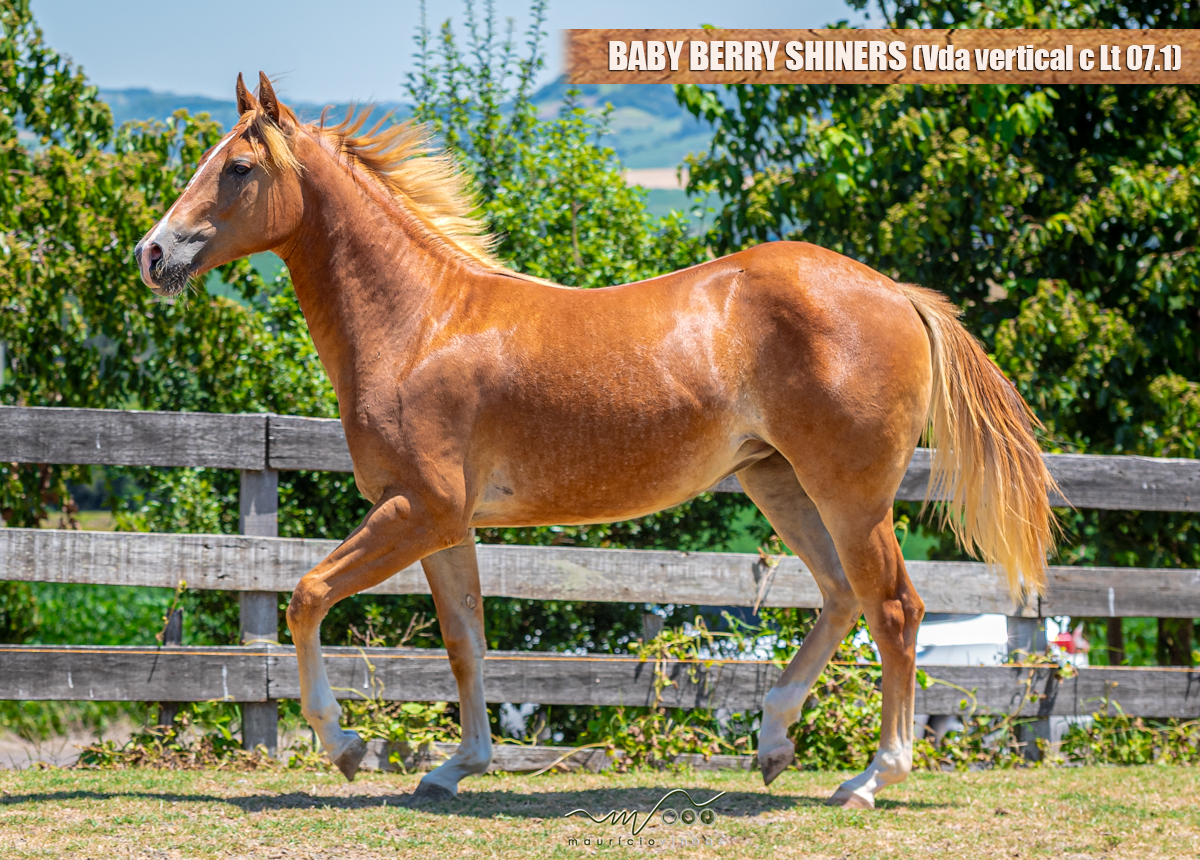 BABY BERRY SHINERS (Vda vertical c/ Lt 07.1)