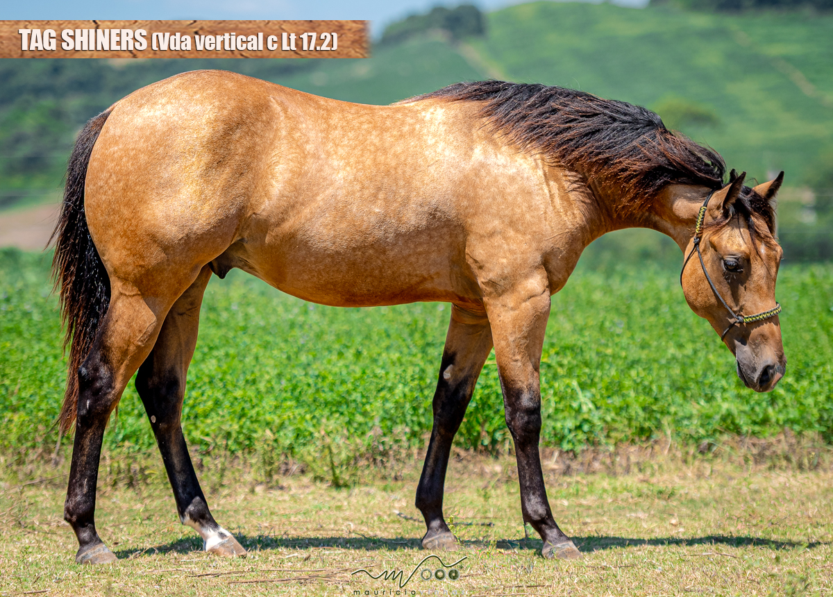 TAG SHINERS (Vda vertical c/ Lt 17.2)