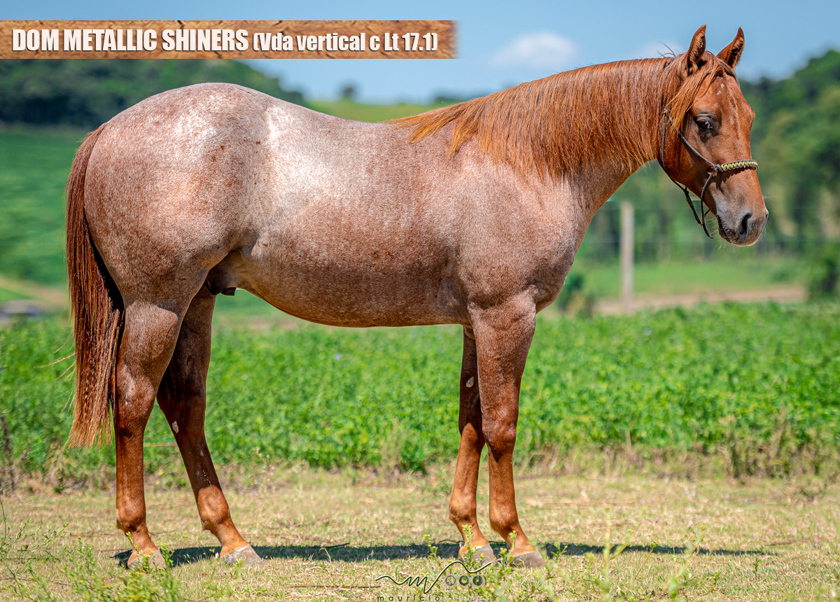 DOM METALLIC SHINERS (Vda vertical c/ Lt 17.1)