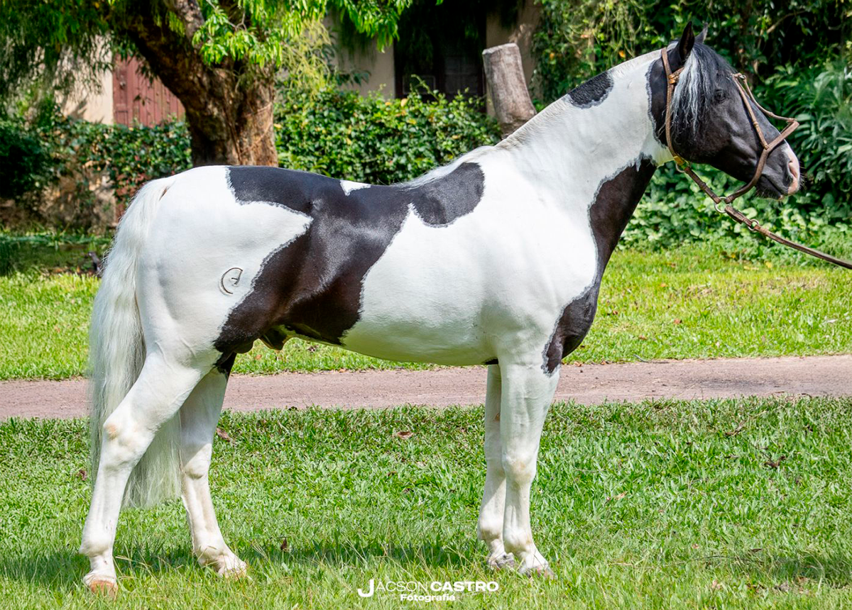 RONDA MALEVA BLANCO Y NEGRO