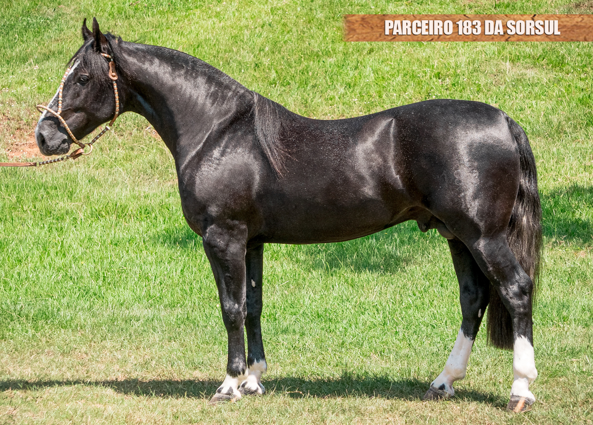 PARCEIRO 183 DA SORSUL