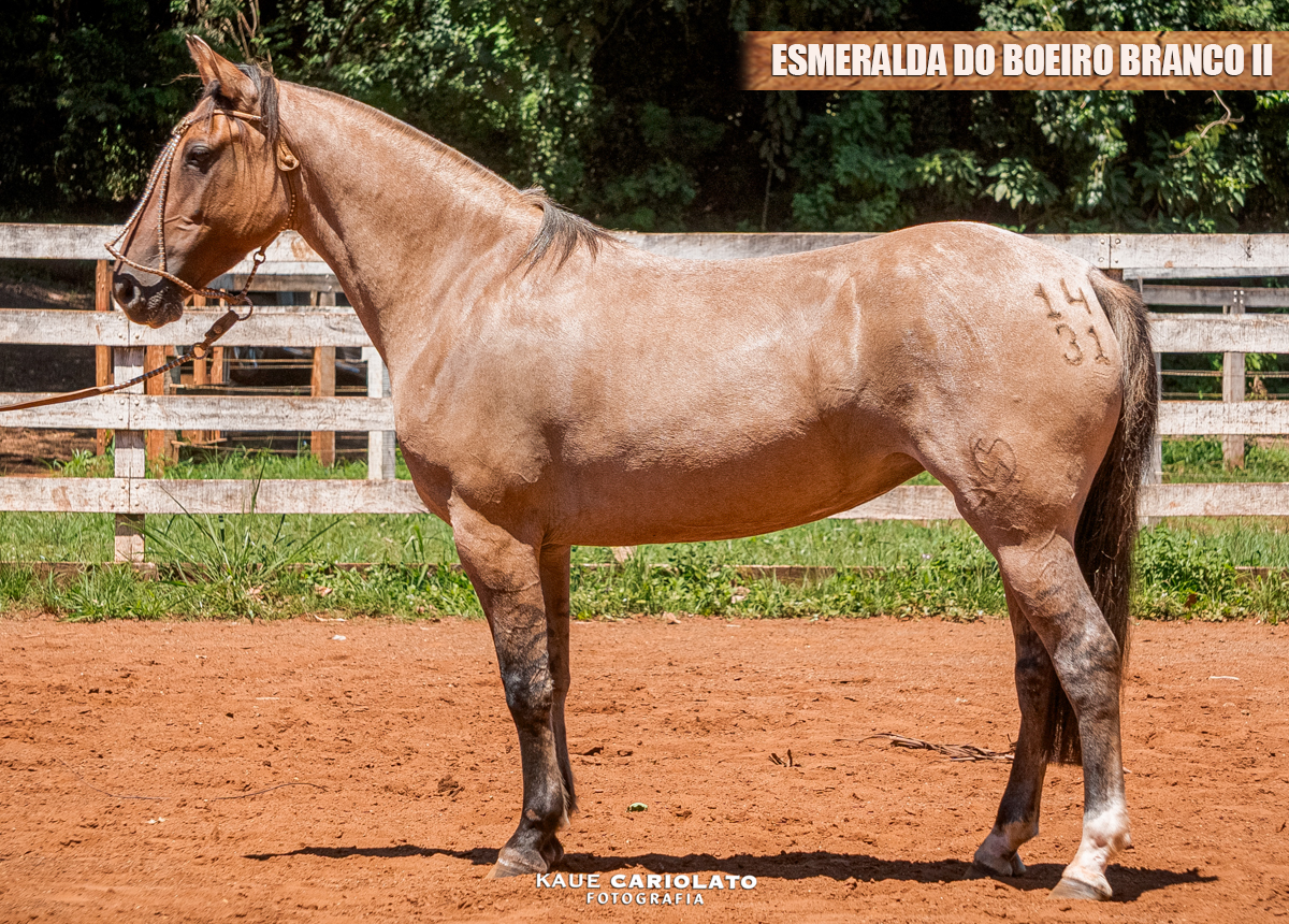 ESMERALDA DO BOEIRO BRANCO II