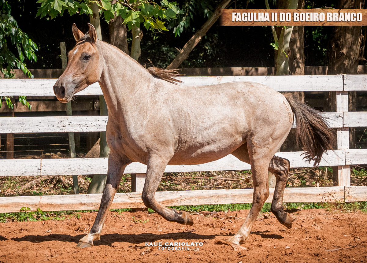 FAGULHA II DO BOEIRO BRANCO
