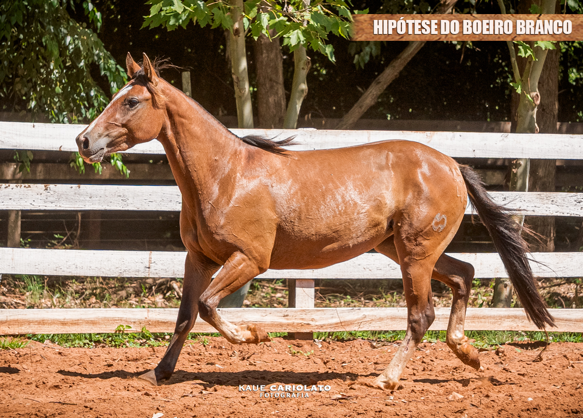 HIPÓTESE DO BOEIRO BRANCO