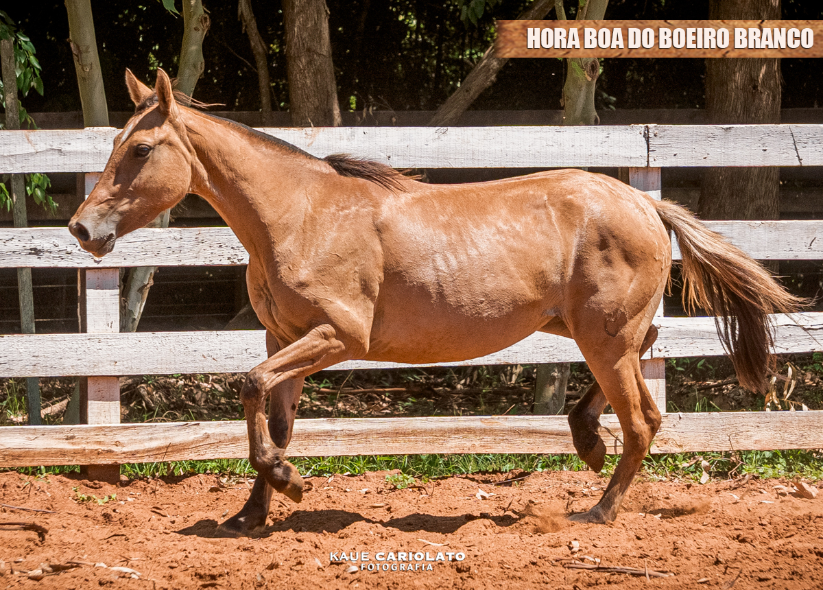 HORA BOA DO BOEIRO BRANCO