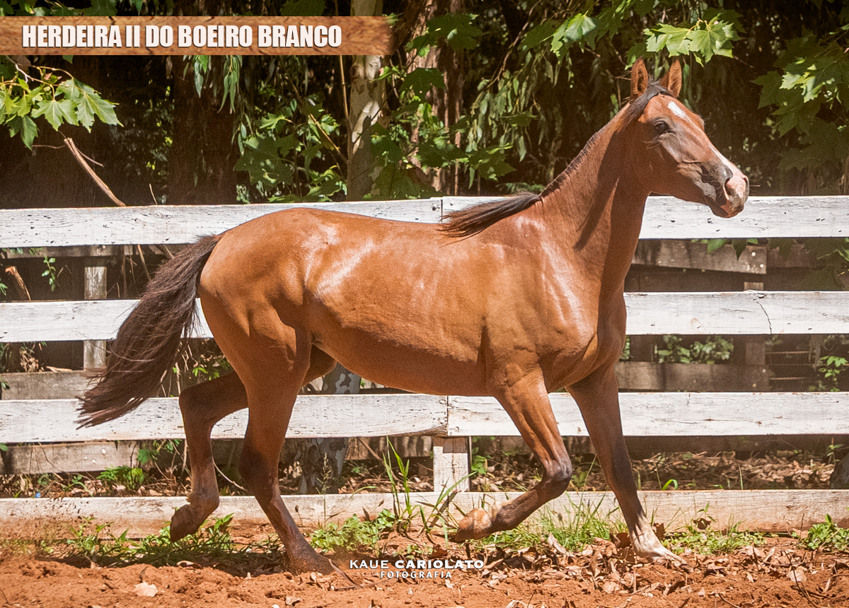 HERDEIRA II DO BOEIRO BRANCO