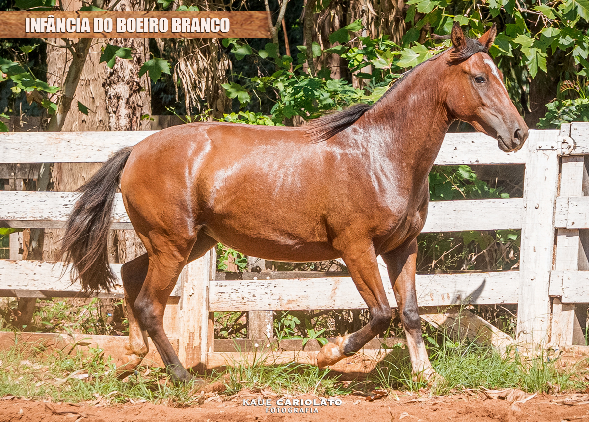 INFÂNCIA DO BOEIRO BRANCO