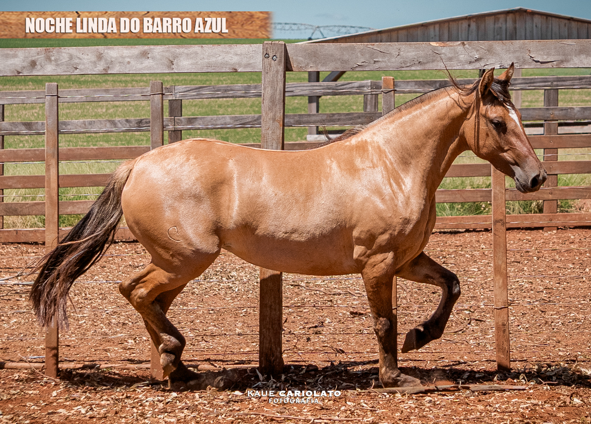 NOCHE LINDA DO BARRO AZUL