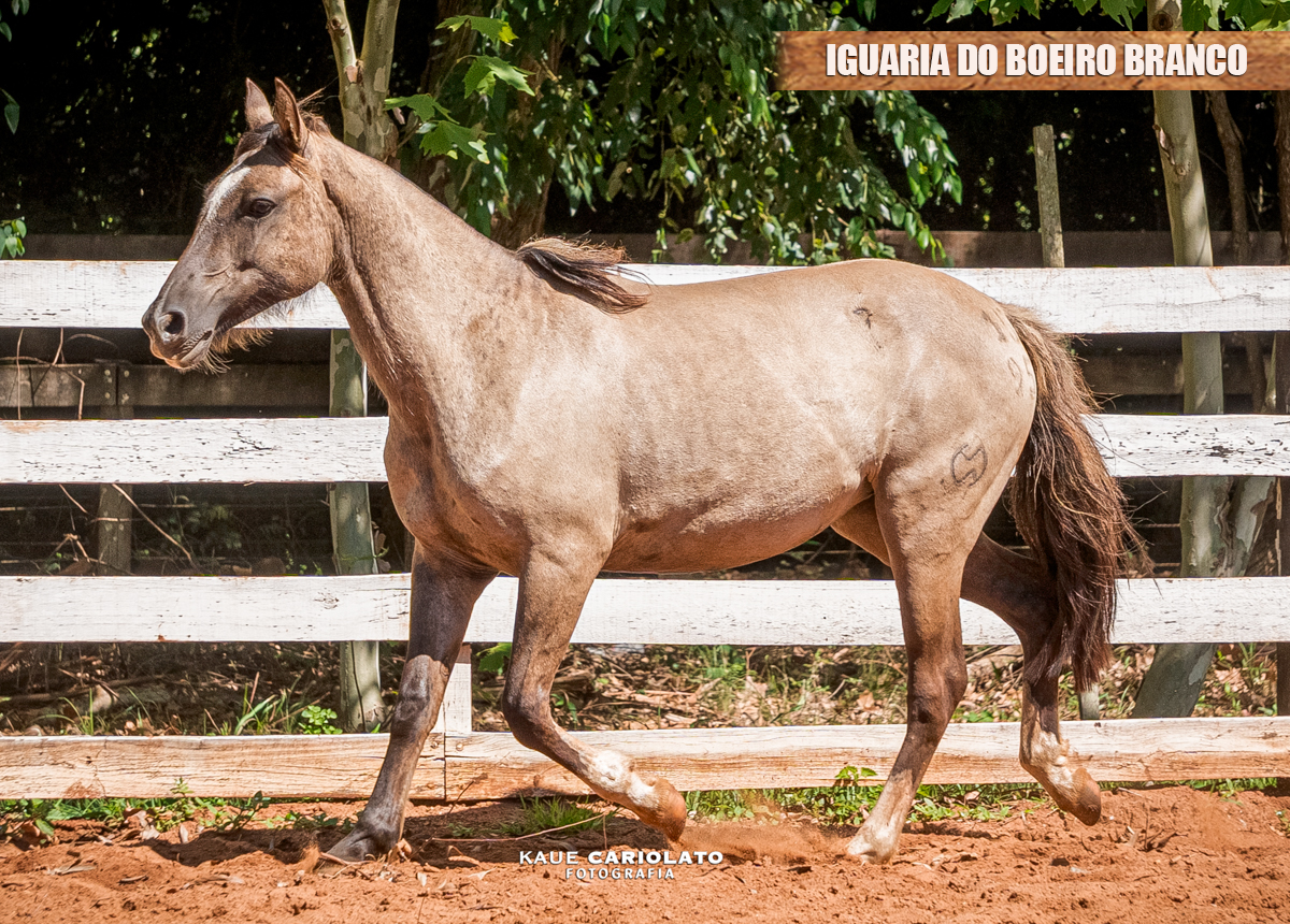 IGUARIA DO BOEIRO BRANCO