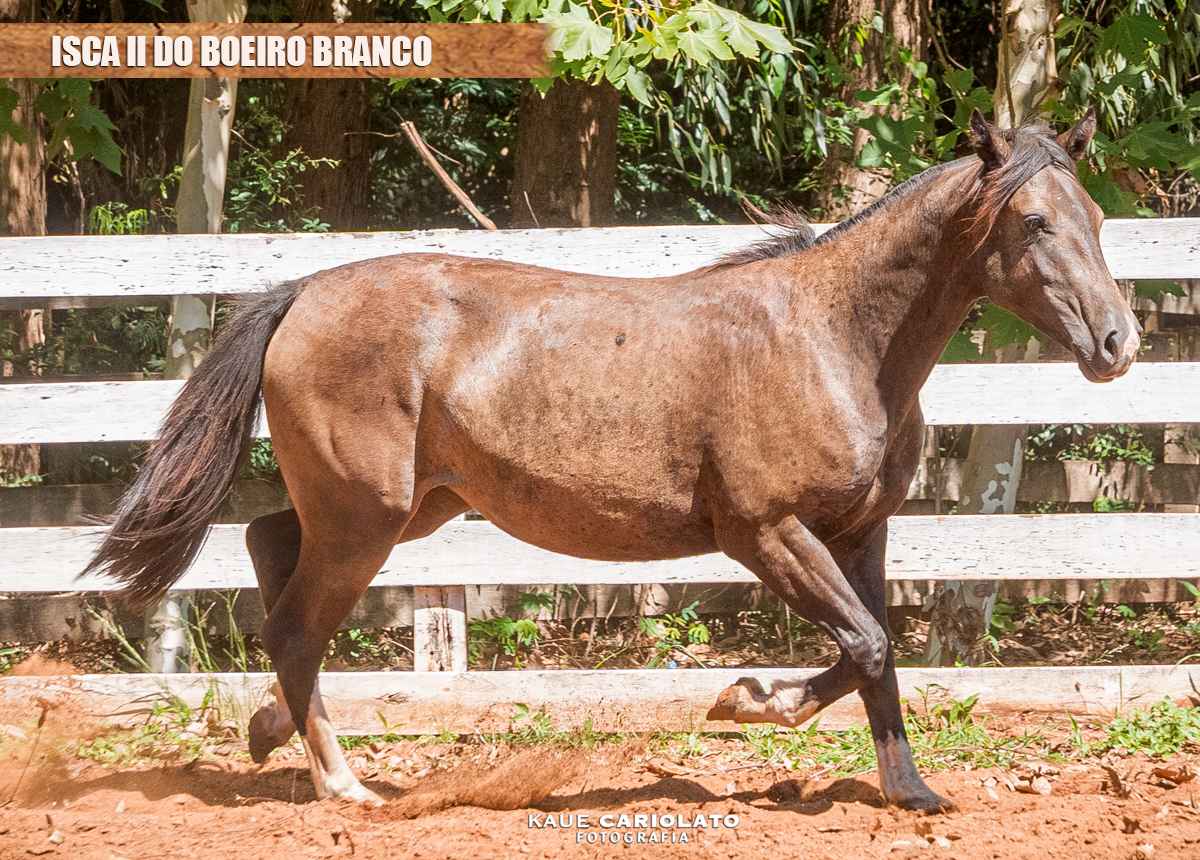 ISCA II DO BOEIRO BRANCO