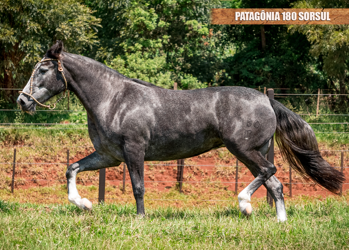 PATAGÔNIA 180 SORSUL