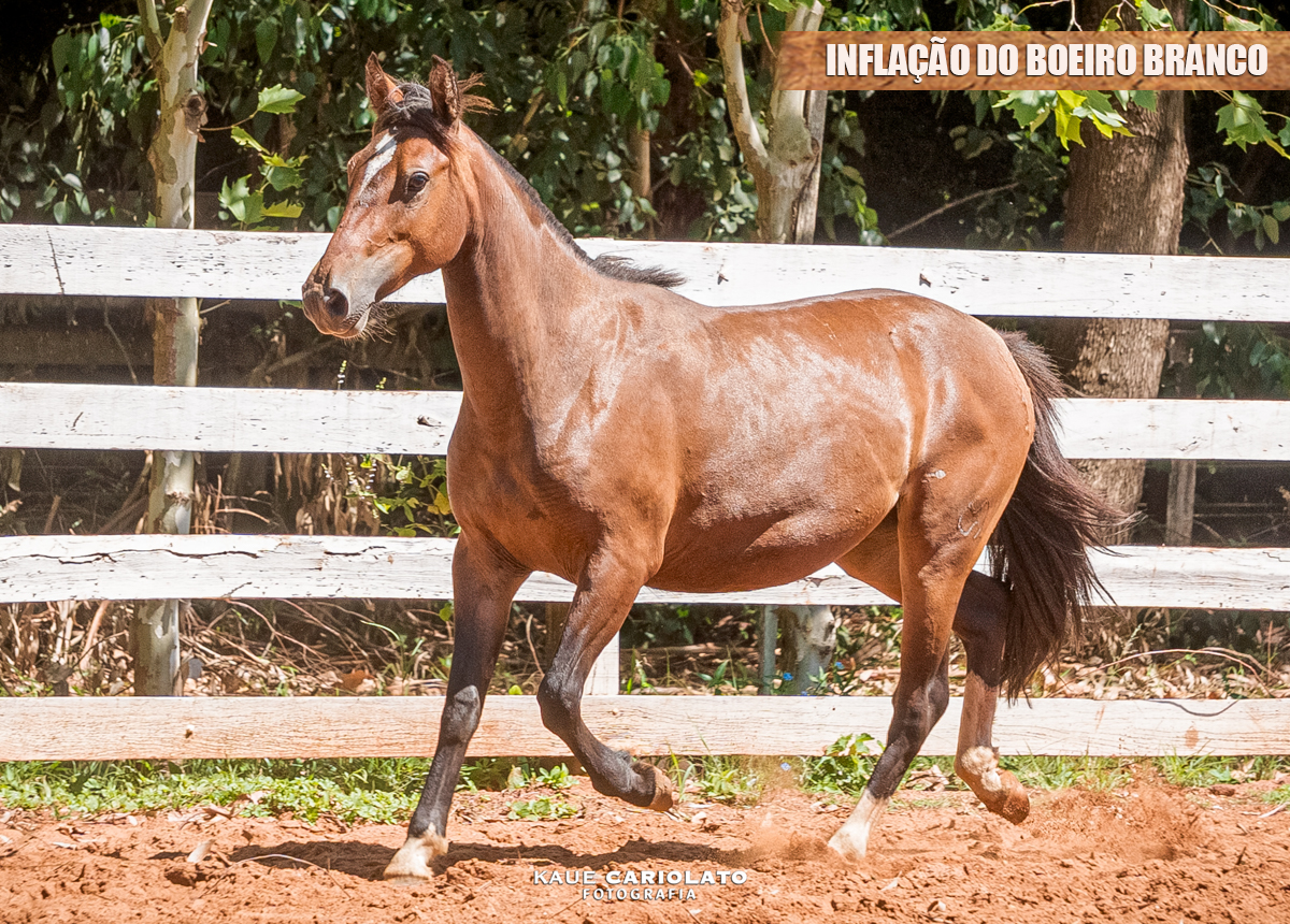 INFLAÇÃO DO BOEIRO BRANCO