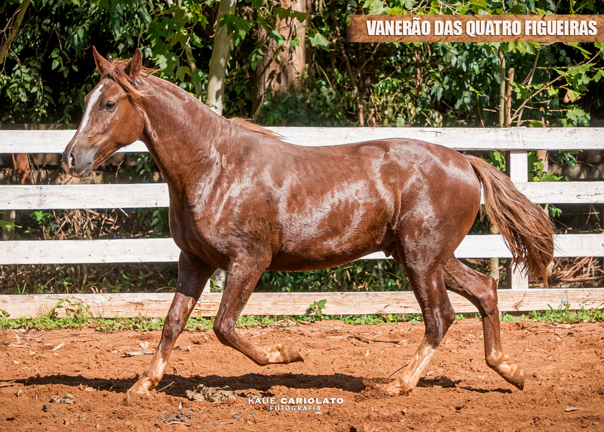 VANERÃO DAS QUATRO FIGUEIRAS
